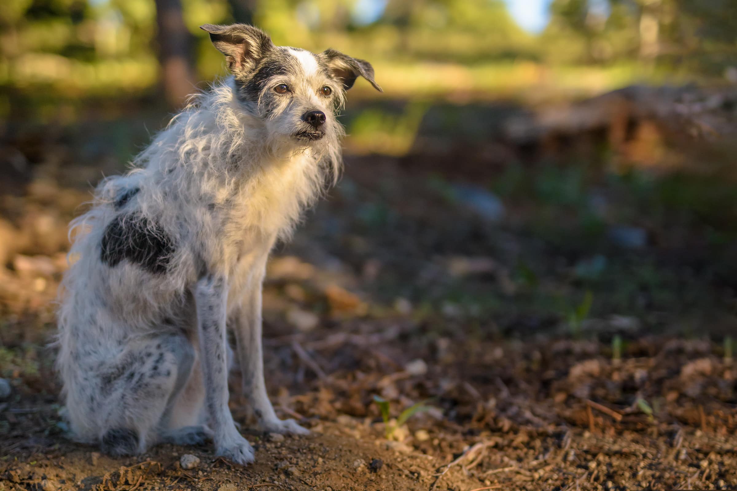 Dog portrait in the woods sunset golden hour