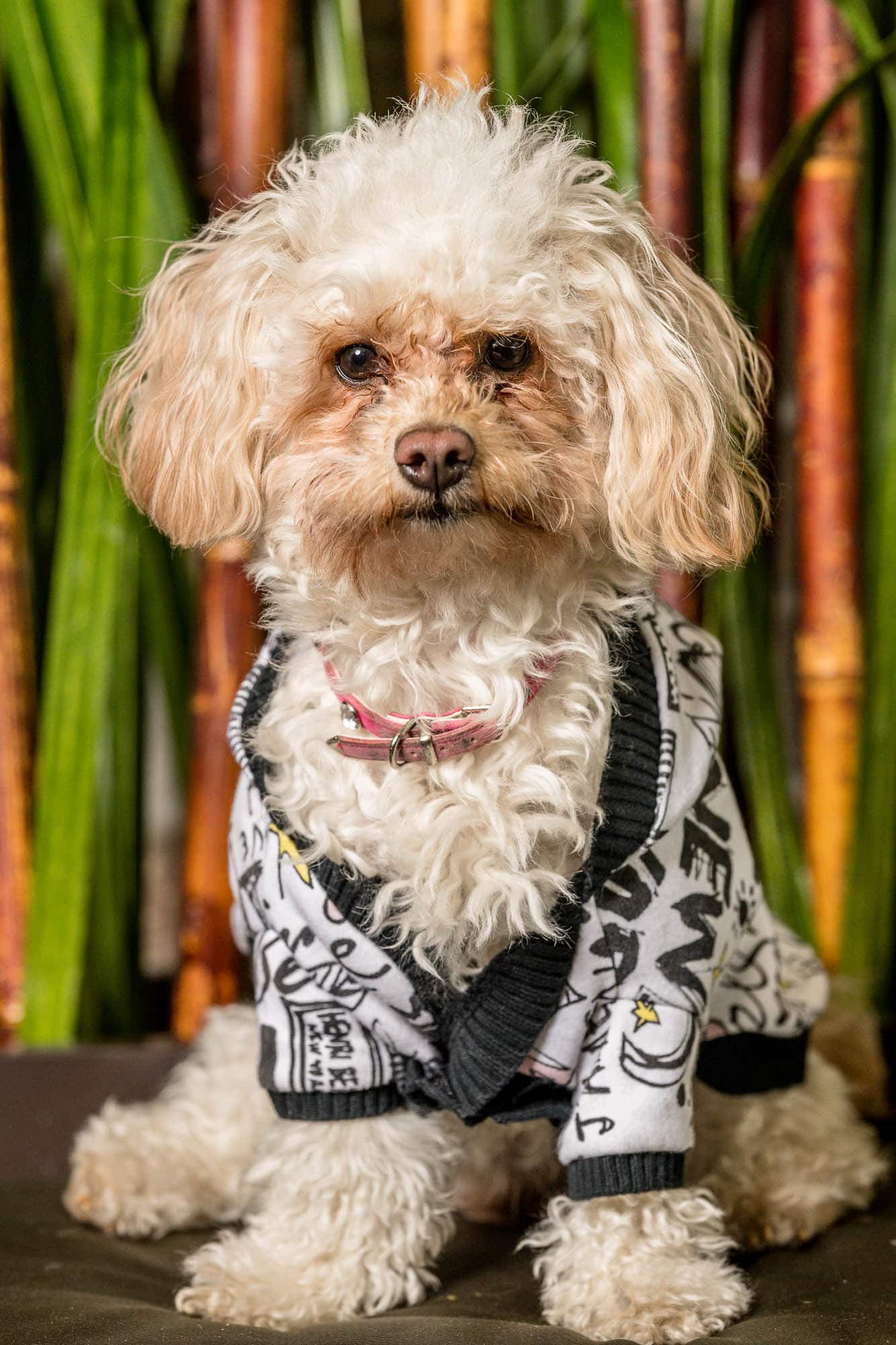 A small white dog wearing a black and white shirt.