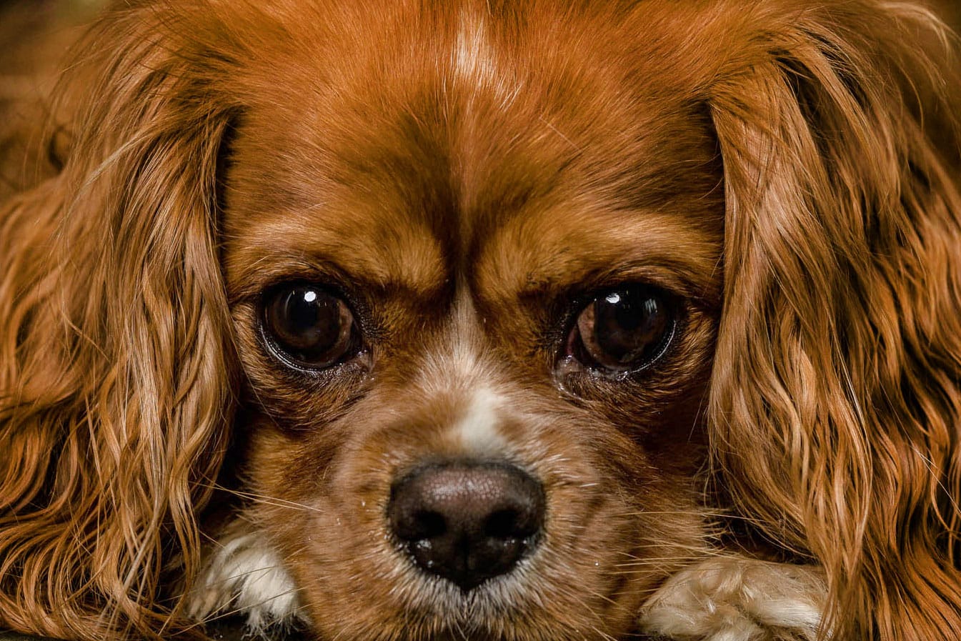 Puppy upclose eyes portrait