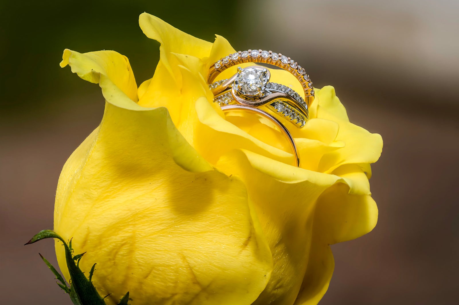 Focus stacking a wedding ring shot in a beautiful yellow rose
