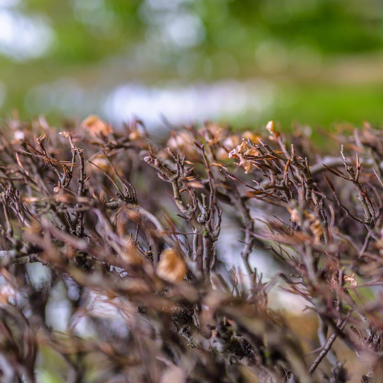 A close up of a bush with brown leaves.