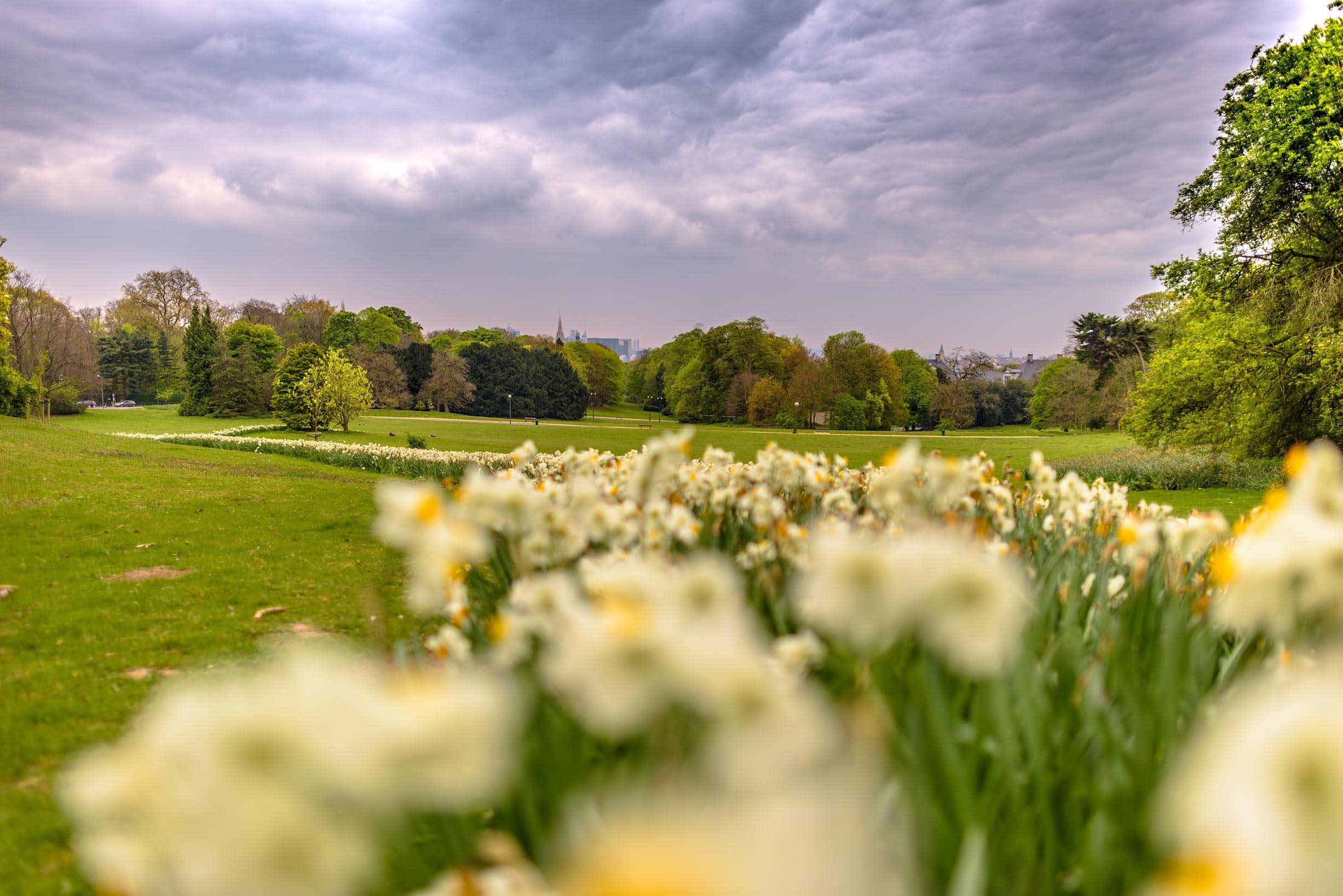 A field of white daffodils under a cloudy sky.