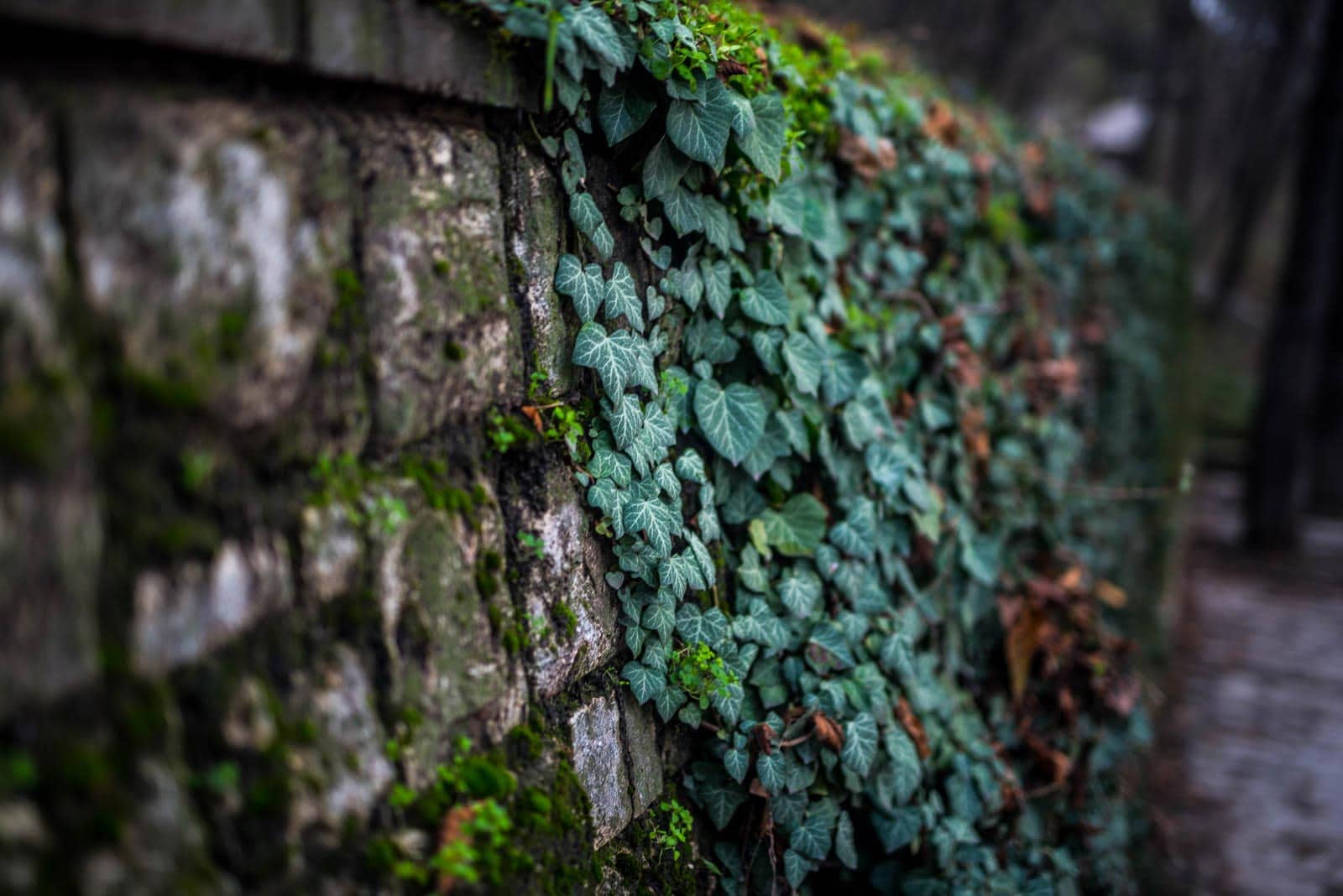 Ivy growing on a stone wall.