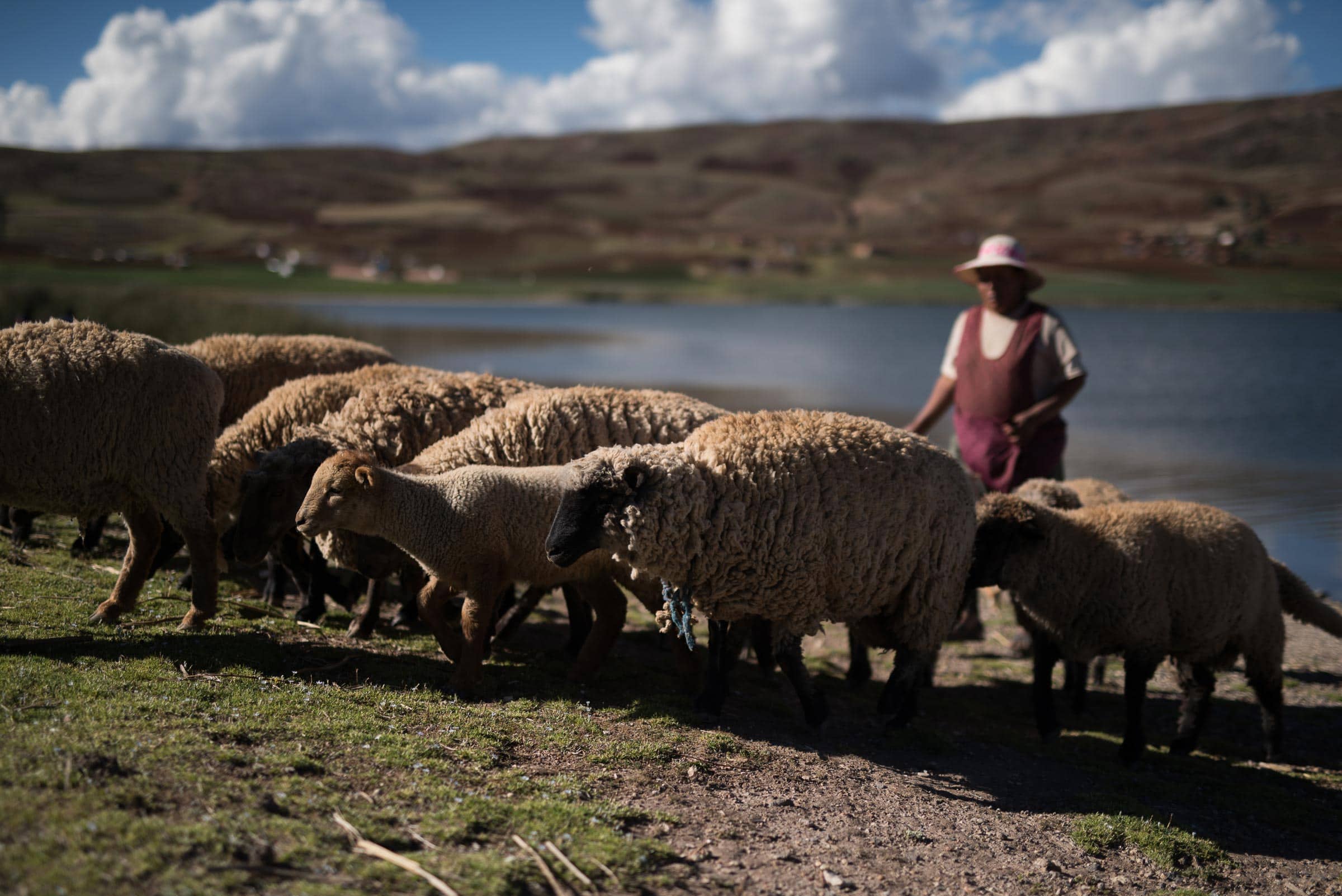 A man is standing next to a herd of sheep.