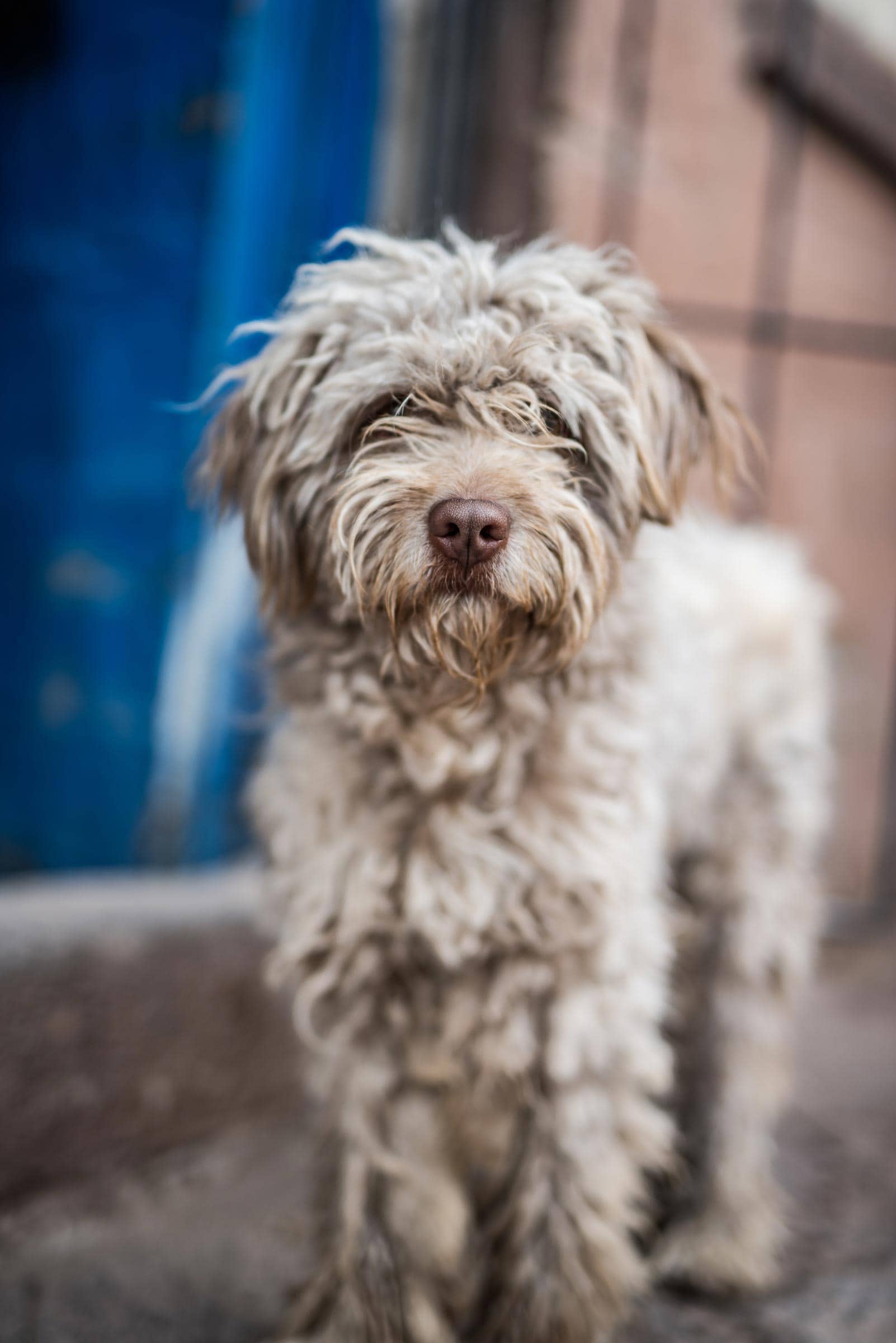 A small dog standing on a sidewalk.