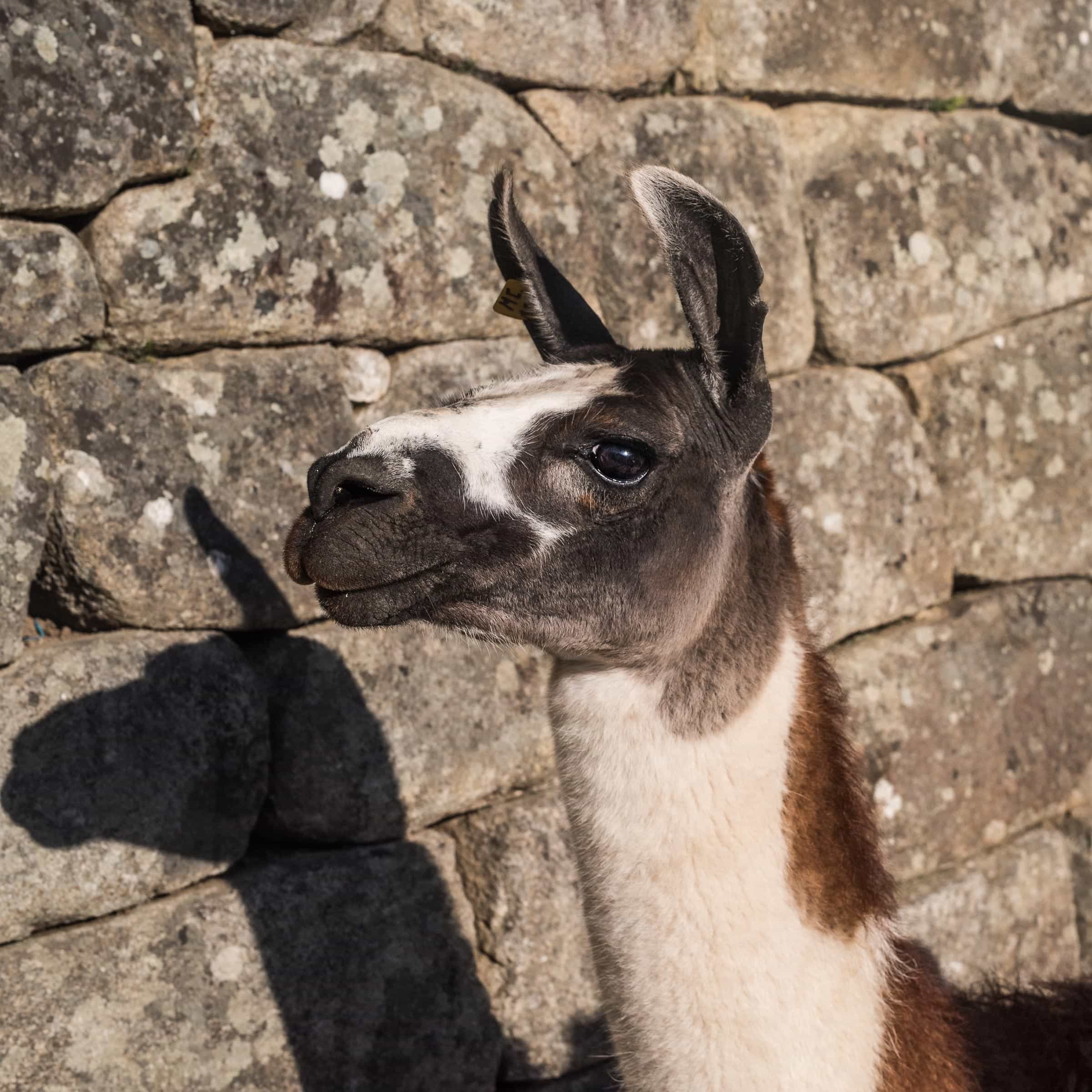 A llama standing next to a stone wall.