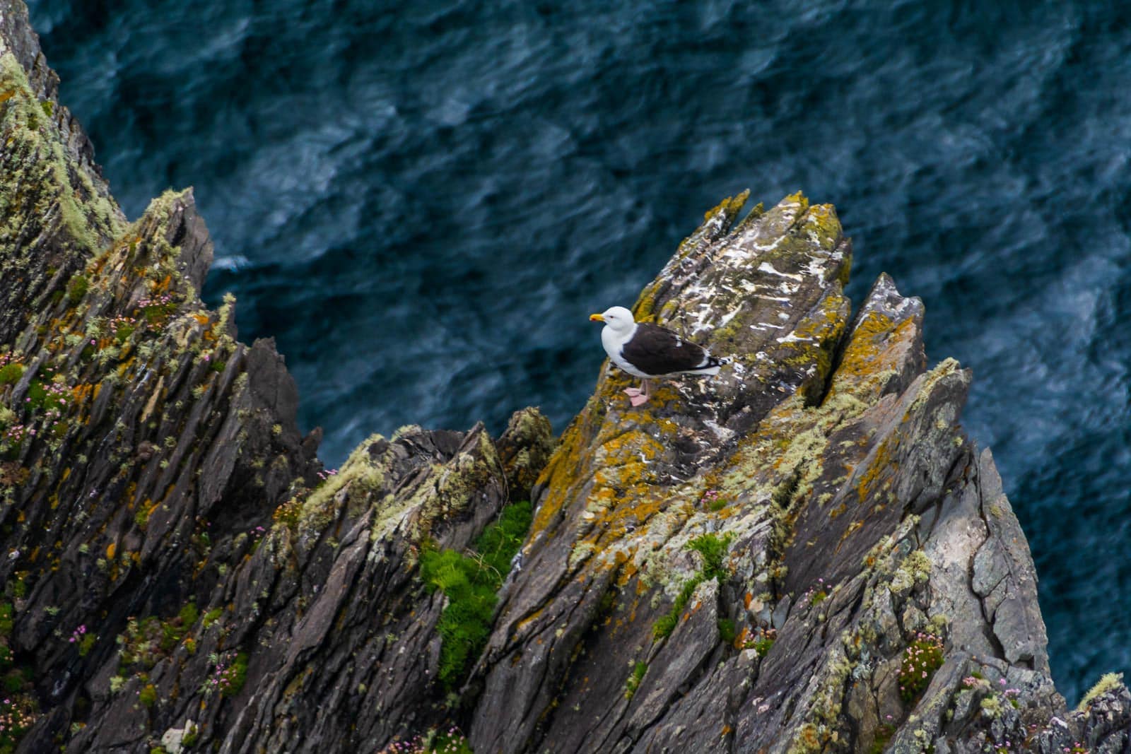 A bird is sitting on top of a rocky cliff.