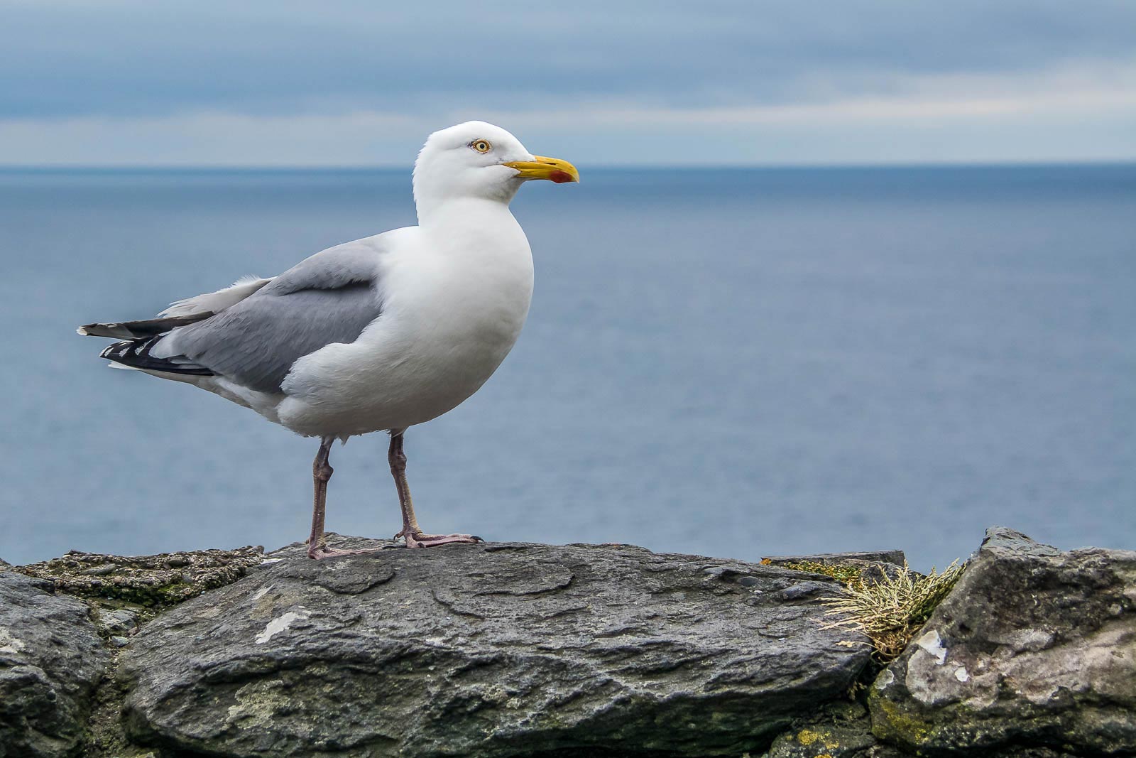 A seagull is standing on top of a wall near the ocean.