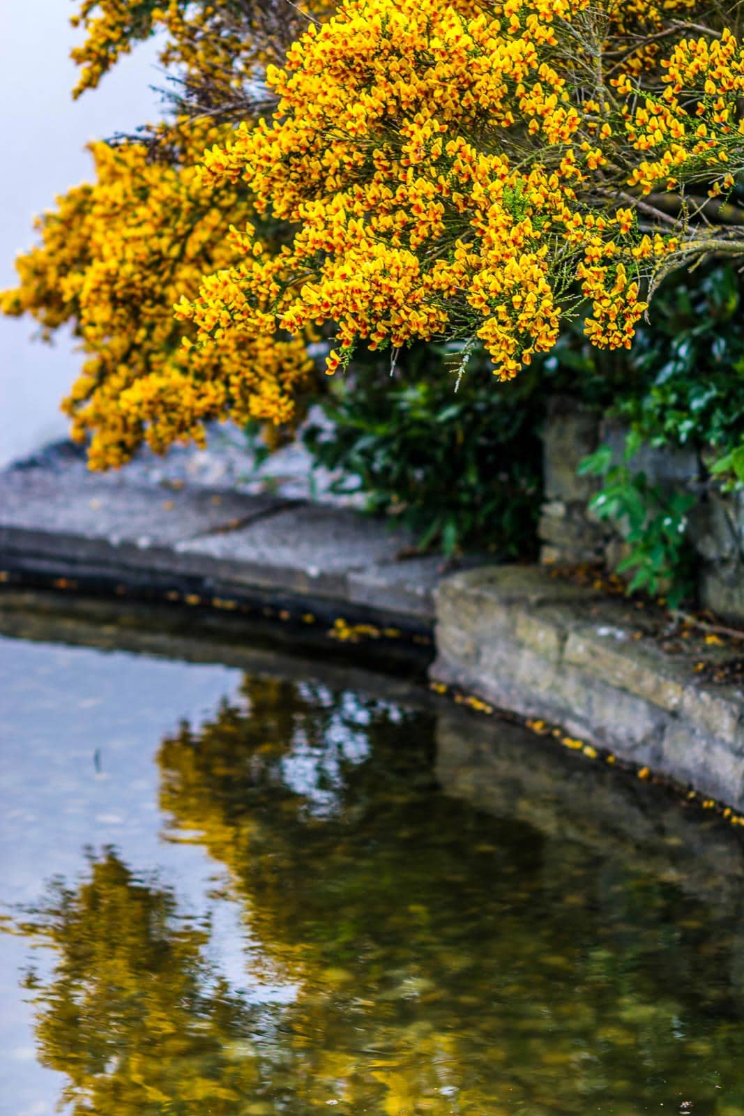 A pond with a yellow tree in the middle of it.