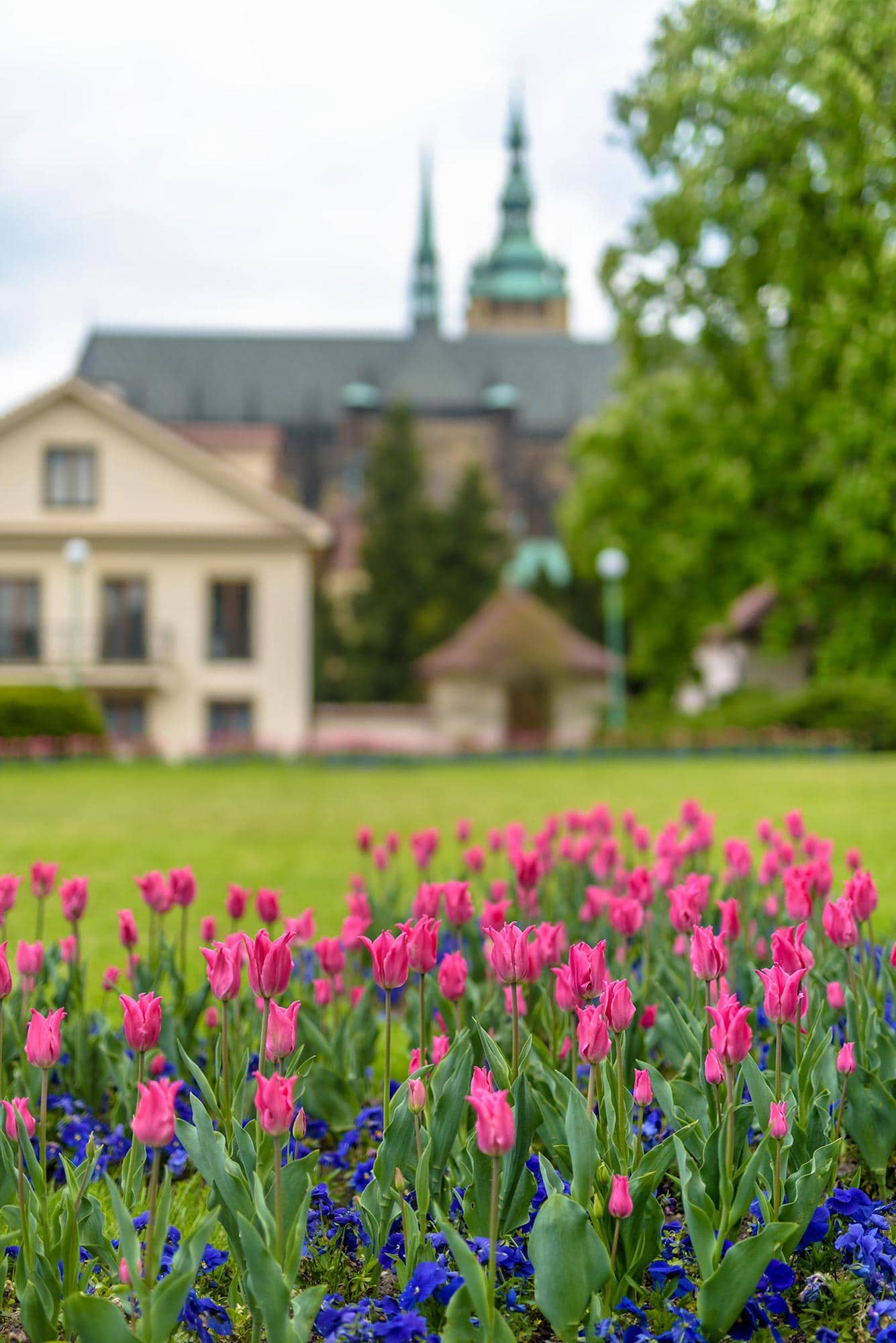 Tulips in front of a castle in prague, czech republic.