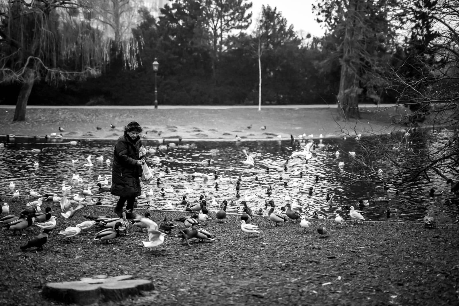 Black and white photo of a woman feeding ducks in a park.