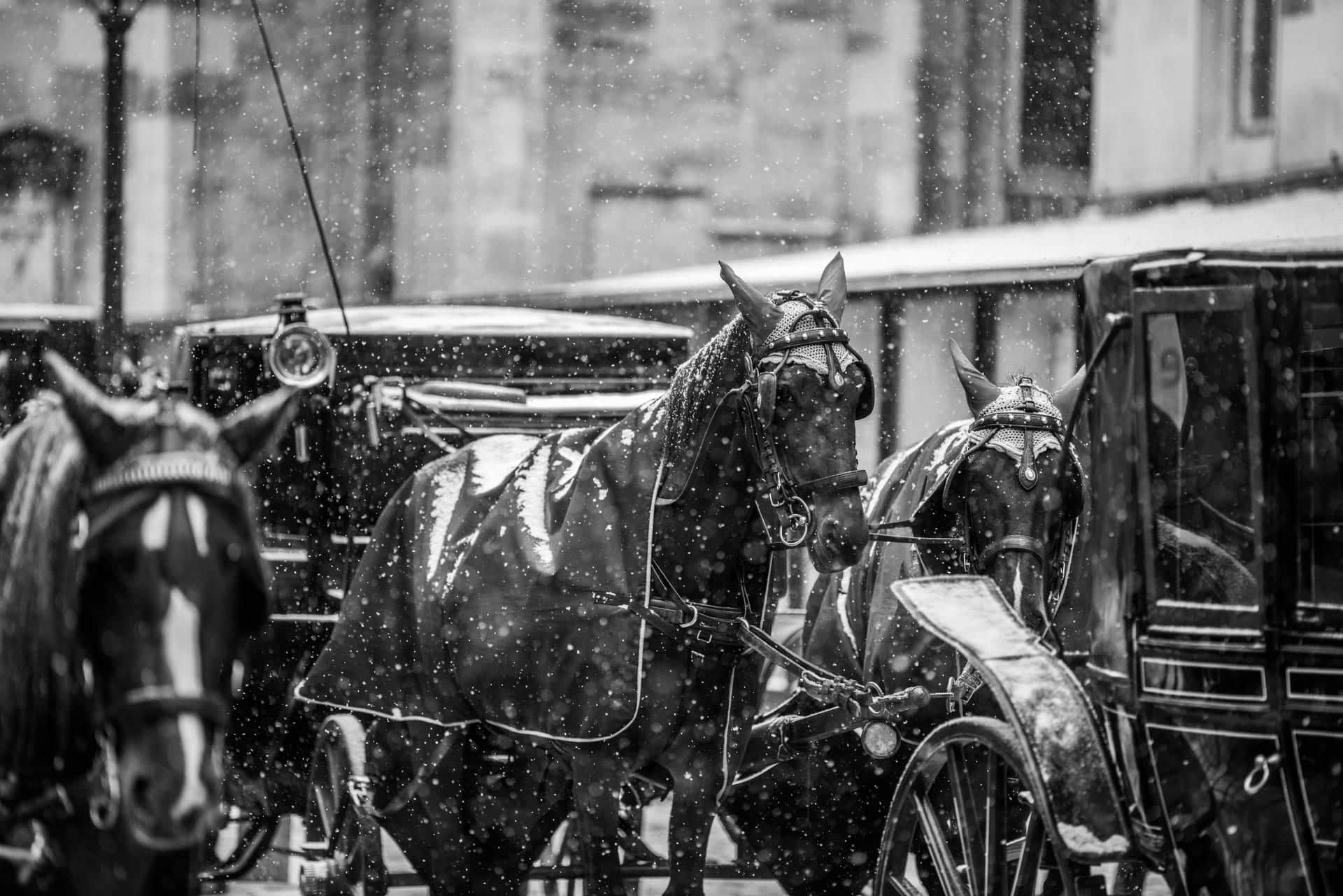 A black and white photo of a horse drawn carriage in the snow.